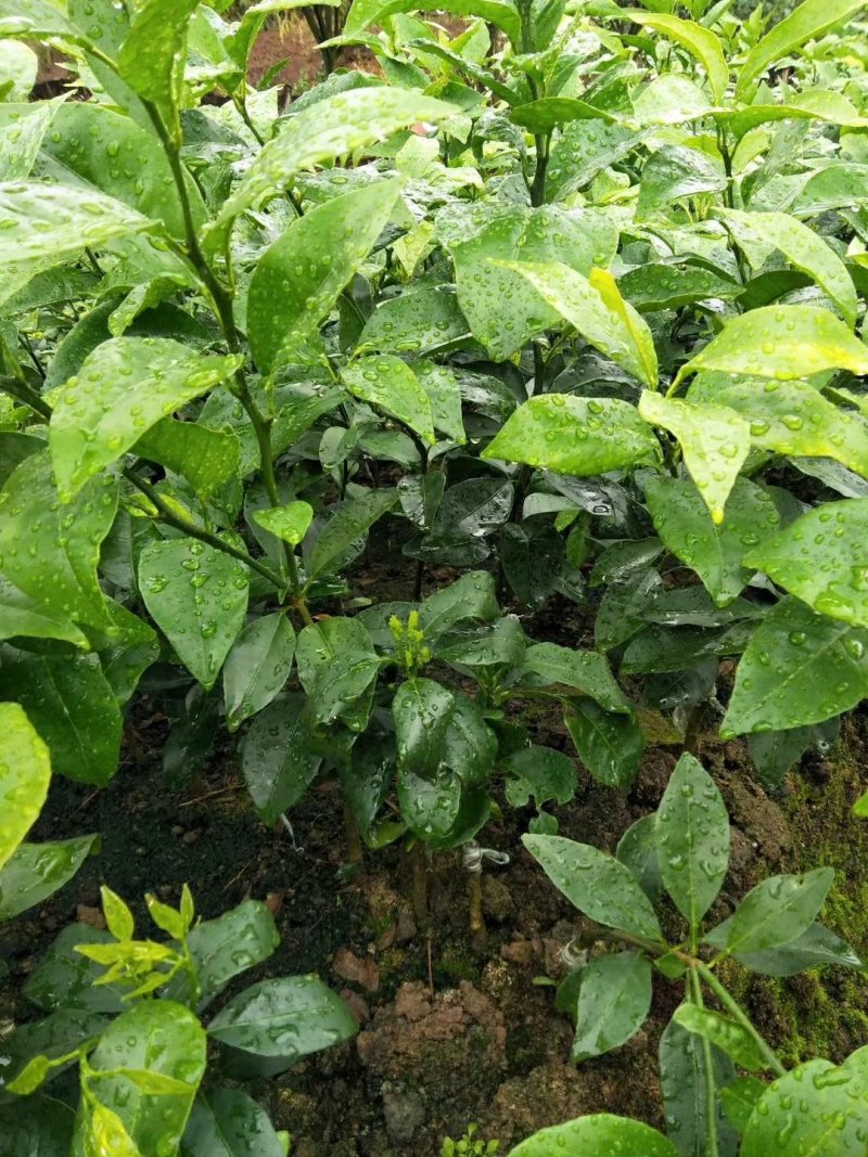 香橙枕091无核沃柑苗，红桔枕无核沃柑苗，品种正，裸苗，