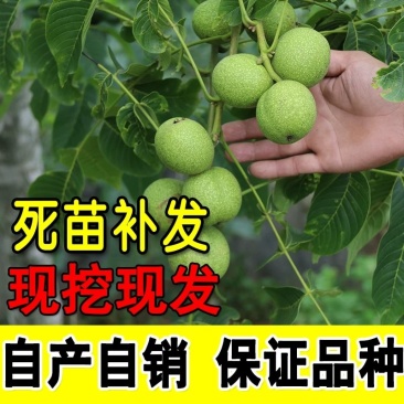 核桃苗8518