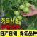 核桃苗8518