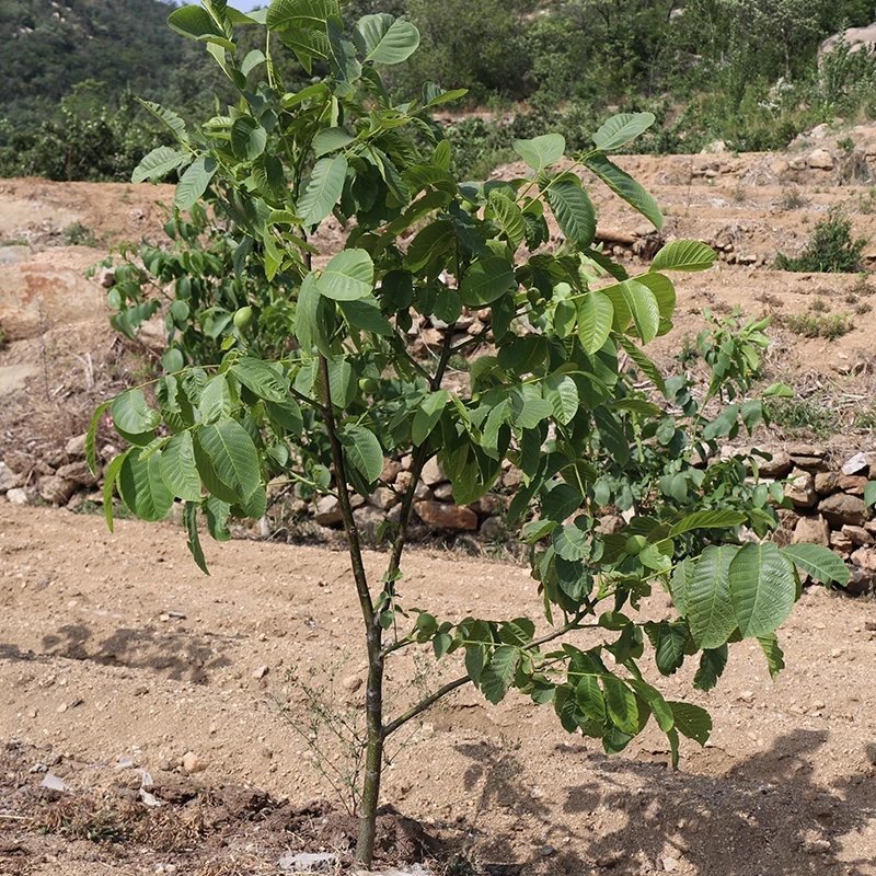 核桃苗8518