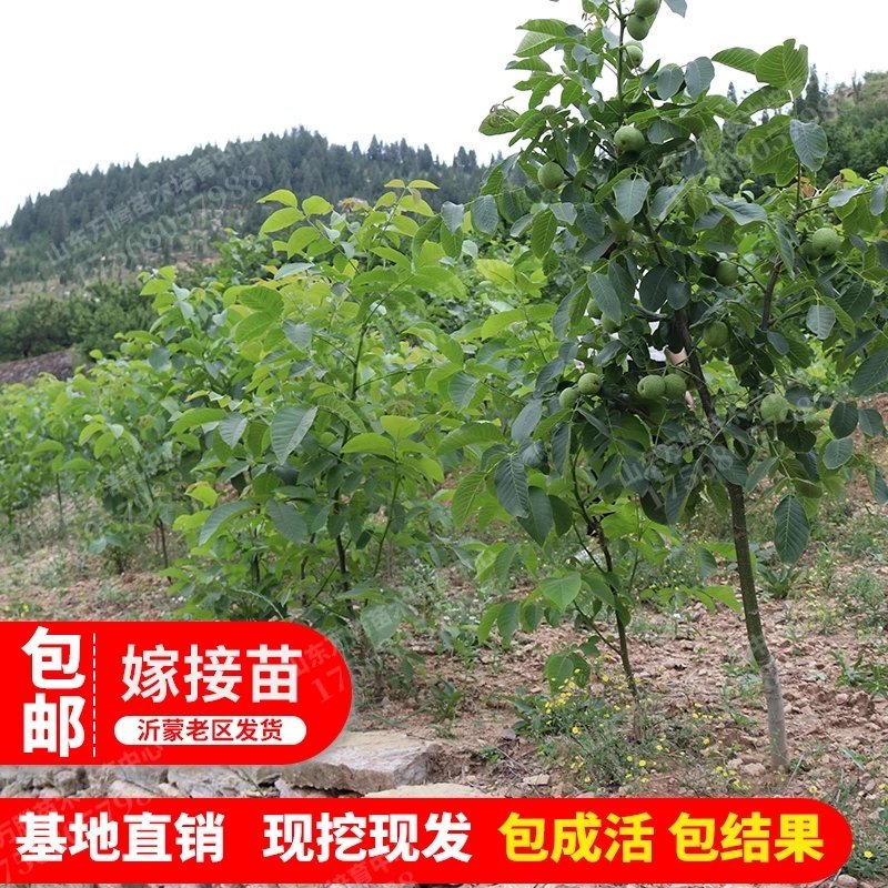 核桃苗8518