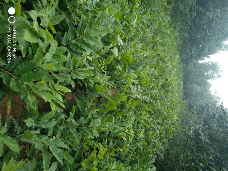 板栗苗，泰山板栗苗大红袍板栗大粒板栗