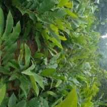 板栗苗，泰山板栗苗大红袍板栗大粒板栗