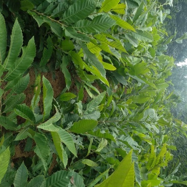 板栗苗，泰山板栗苗大红袍板栗大粒板栗