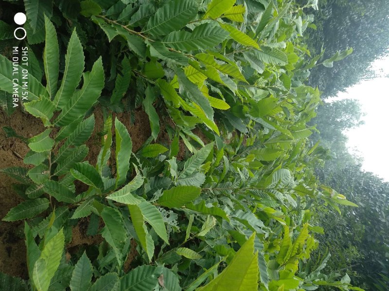 板栗苗，泰山板栗苗大红袍板栗大粒板栗