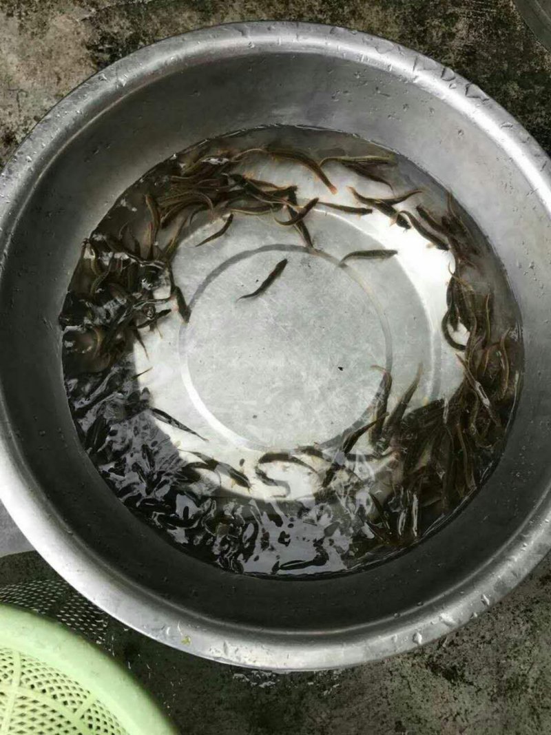 【泥鳅苗】泥鳅苗台湾泥鳅杂交泥鳅货量充足