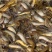【泥鳅苗】泥鳅苗台湾泥鳅杂交泥鳅货量充足