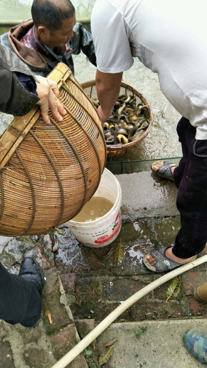 【泥鳅苗】泥鳅苗台湾泥鳅杂交泥鳅货量充足