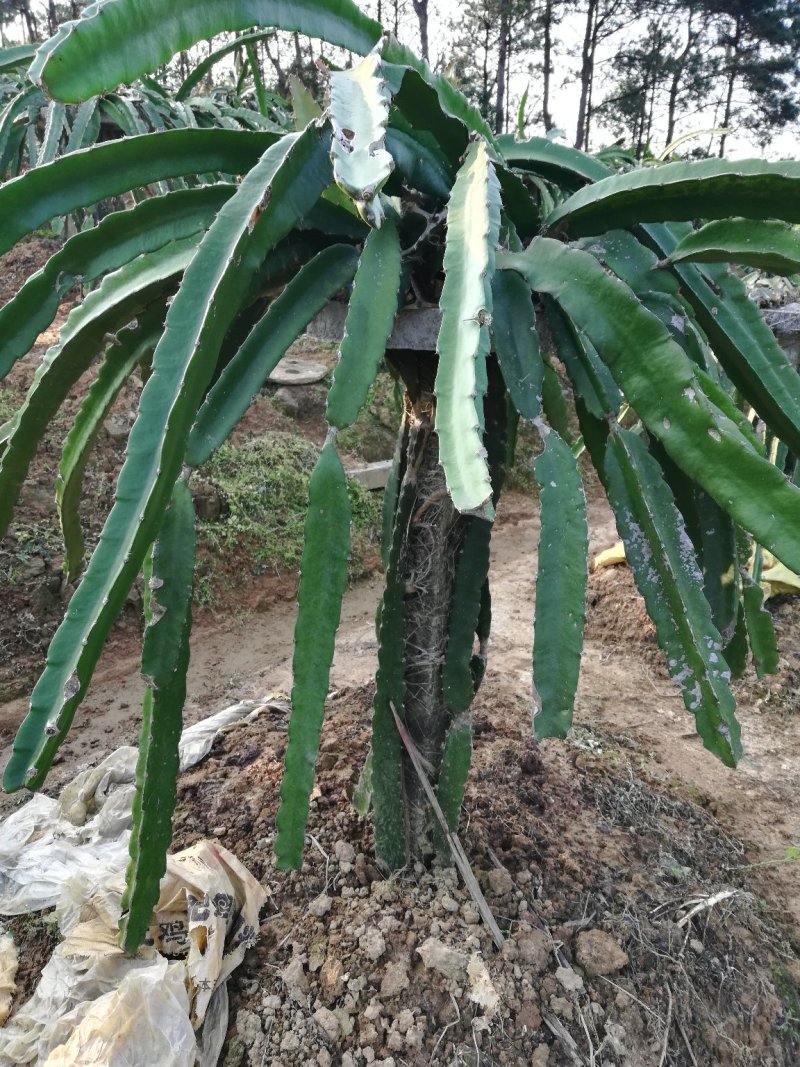 火龙果苗可视频看货支持线上交易产地直销