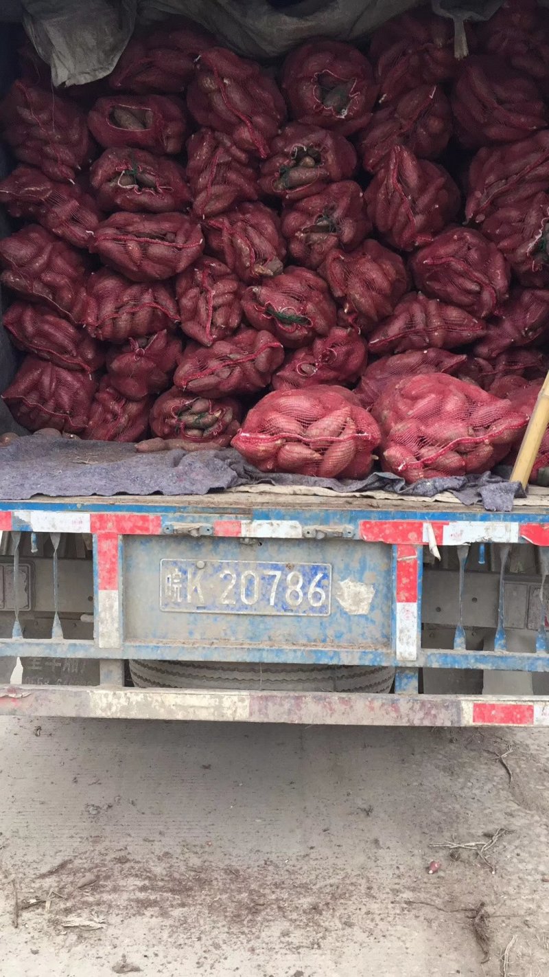 商薯19红薯