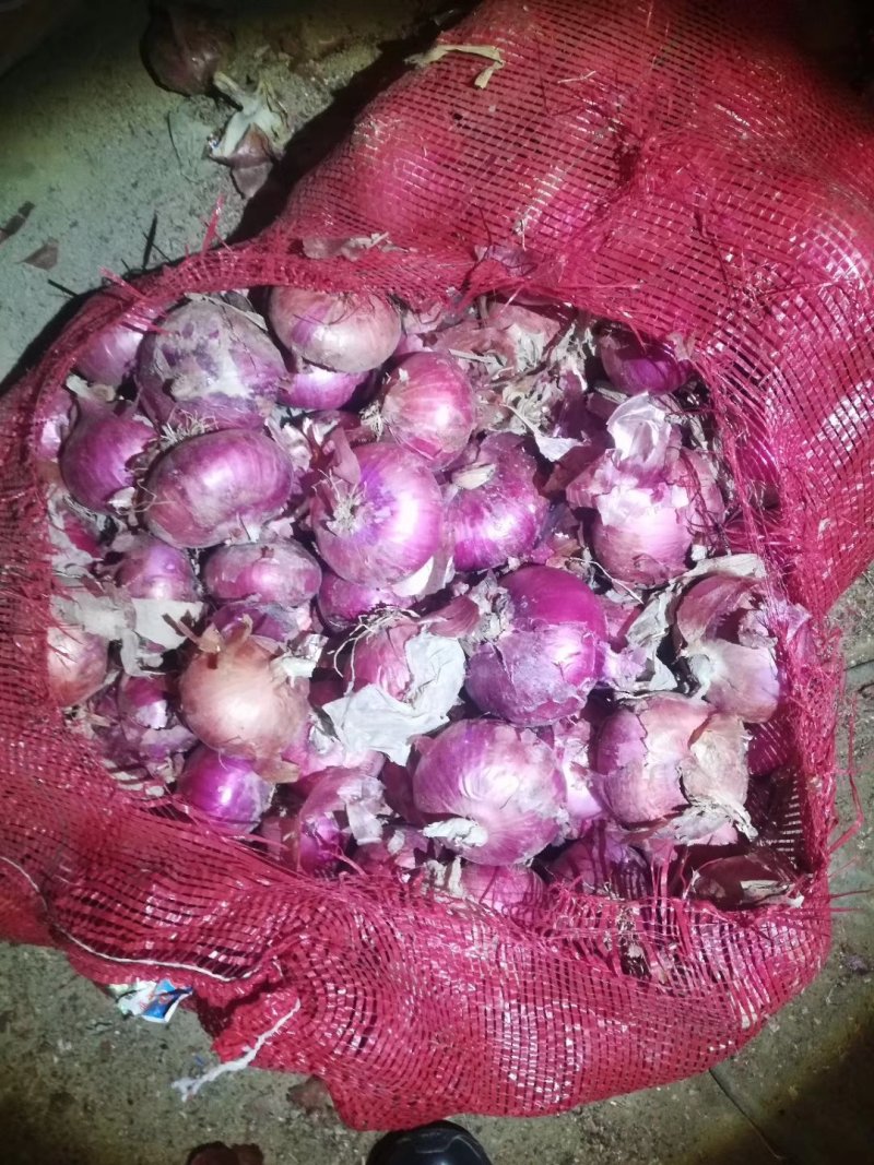 金乡紫皮洋葱货量大形状好耐运输全国发货视频看货实地看货装货快