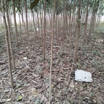 枇杷树苗