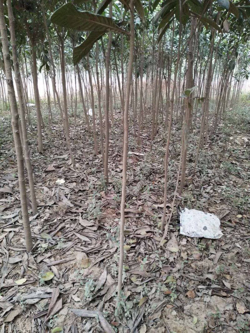 枇杷树苗
