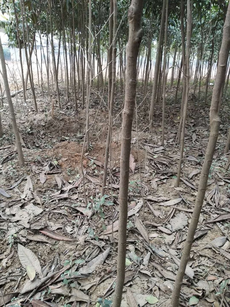 枇杷树苗