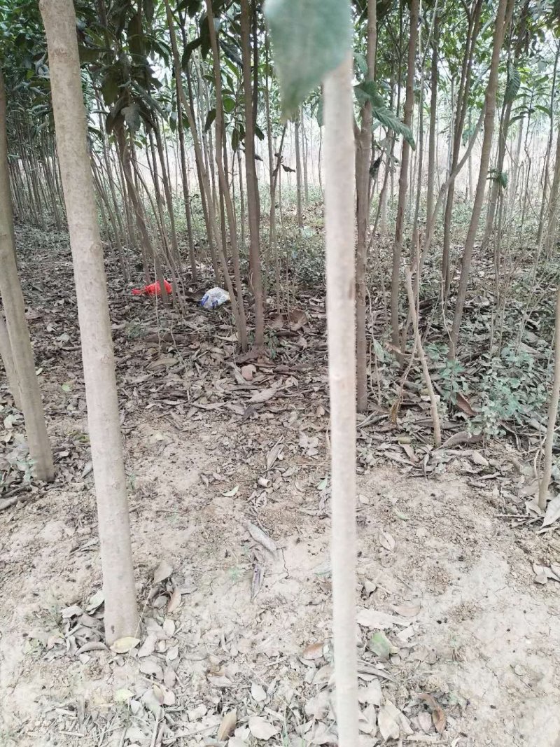 枇杷树苗