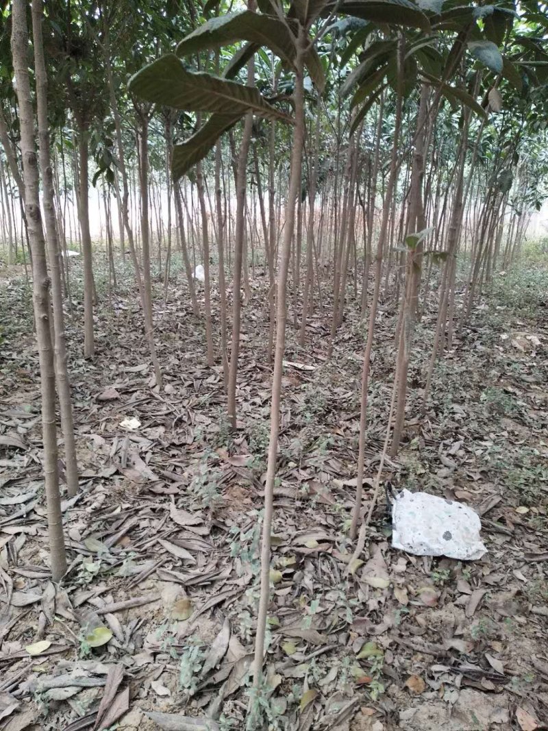 枇杷树苗