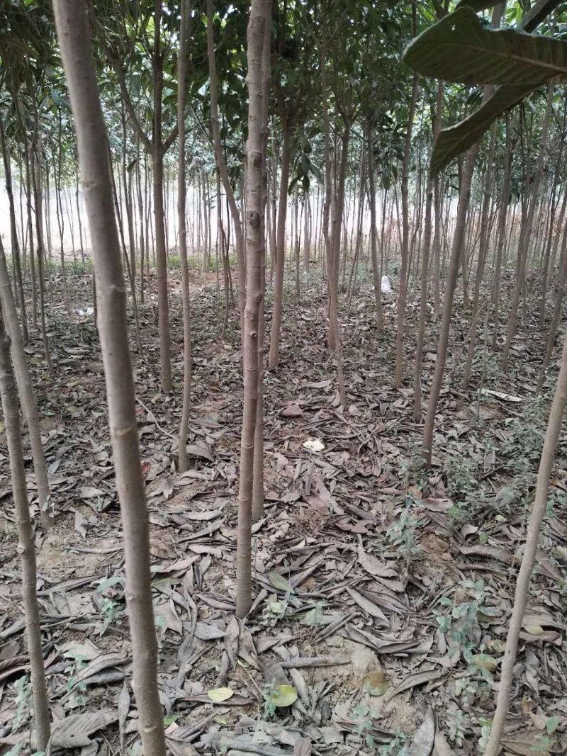 枇杷树苗