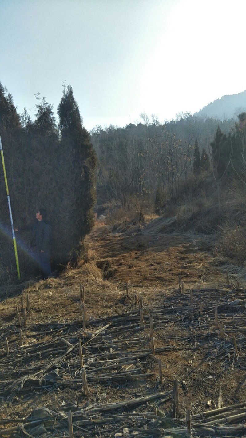 绿化苗木侧柏