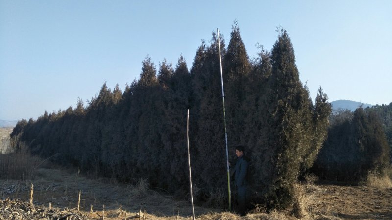 绿化苗木侧柏