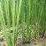老茎苗(3-5个芽)双季茭白，高产，口感好，高笋苗，够白