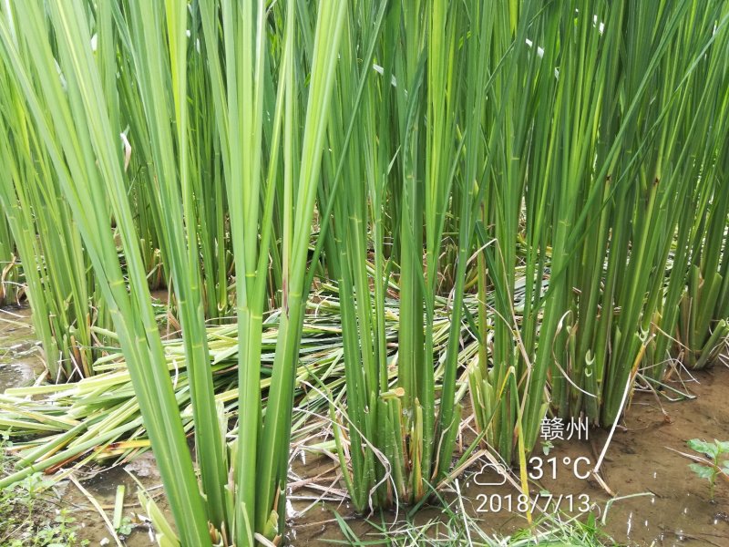 老茎苗(3-5个芽)双季茭白，高产，口感好，高笋苗，够白
