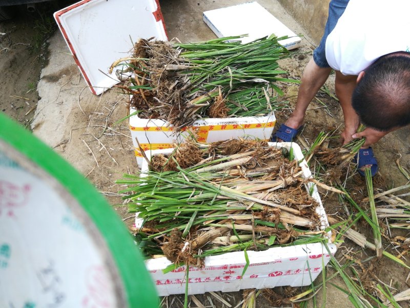 老茎苗(3-5个芽)双季茭白，高产，口感好，高笋苗，够白