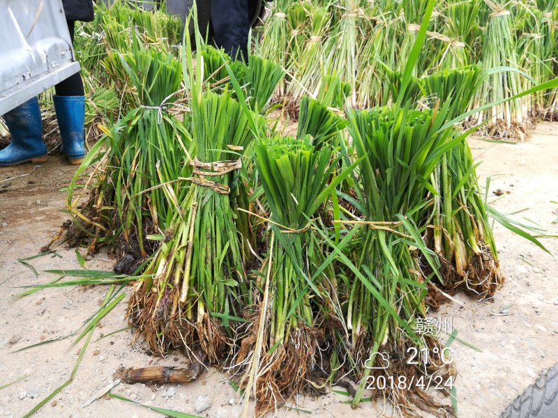 老茎苗(3-5个芽)双季茭白，高产，口感好，高笋苗，够白