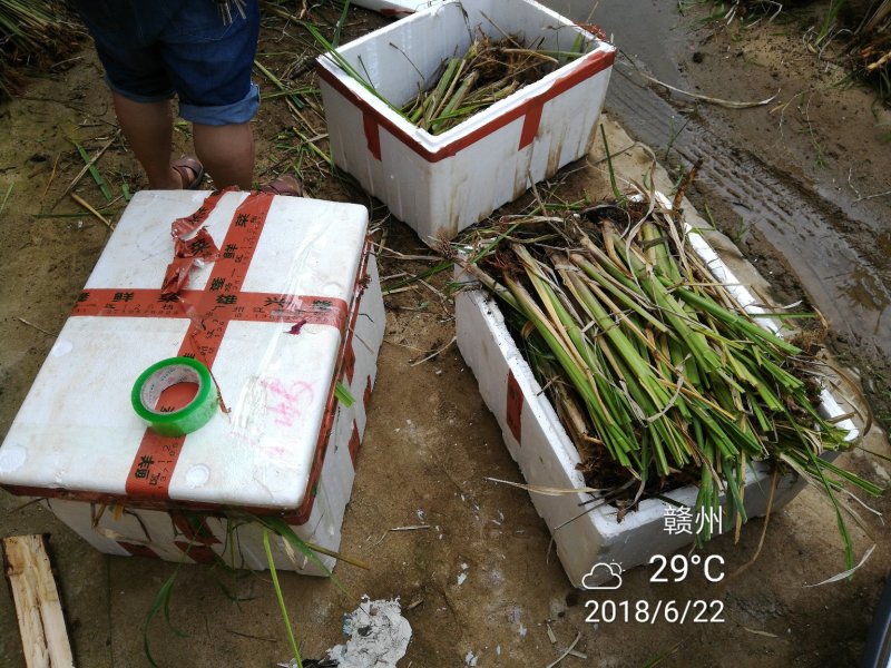 老茎苗(3-5个芽)双季茭白，高产，口感好，高笋苗，够白