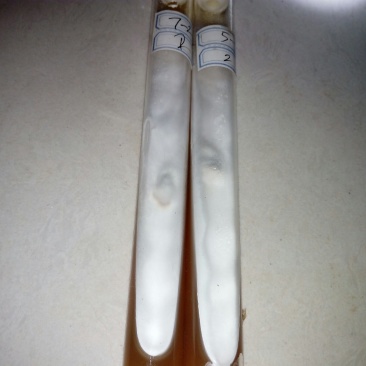 茶树菇母种、原种更多品种欢迎咨询