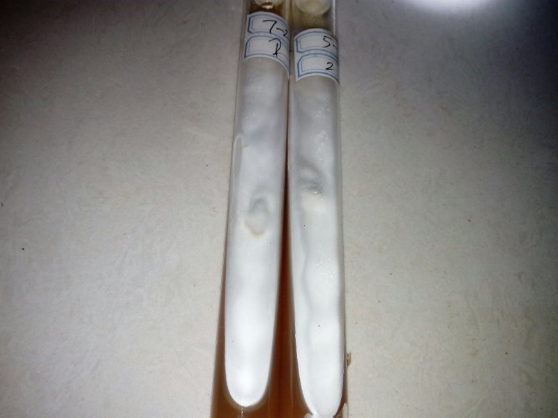 茶树菇母种、原种更多品种欢迎咨询