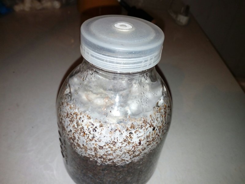 茶树菇母种、原种更多品种欢迎咨询