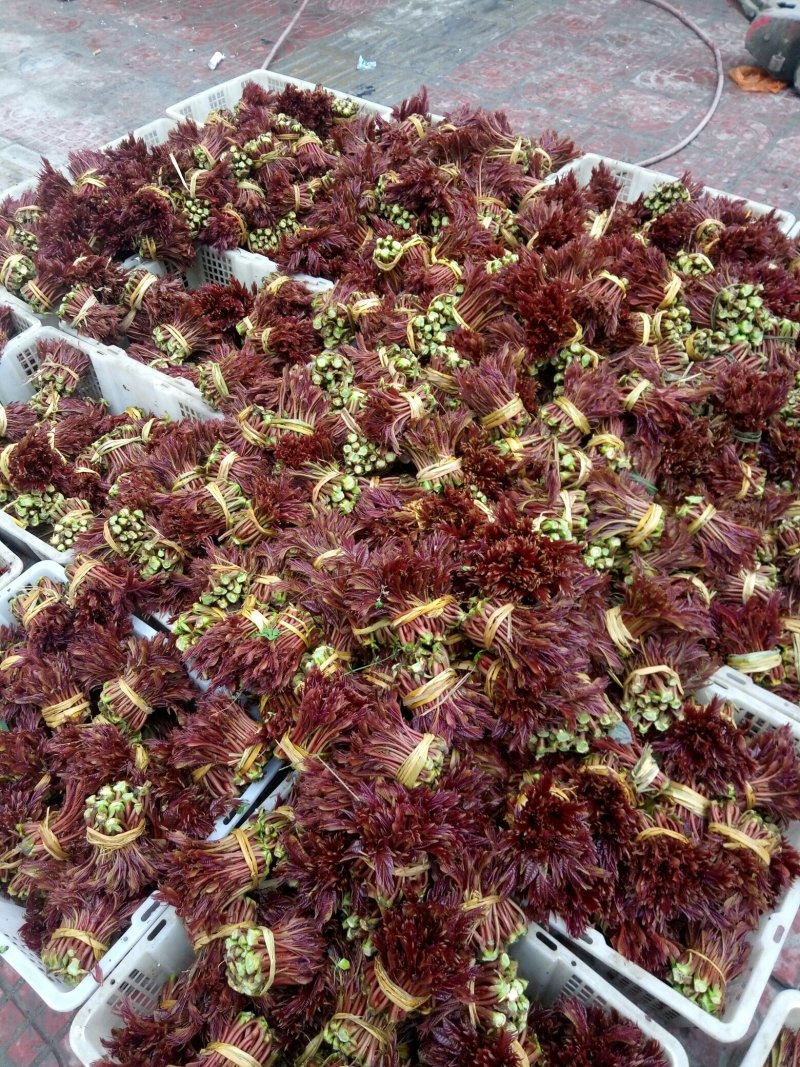 四川香椿芽精品大竹香椿芽产地直供量大从优对接全国