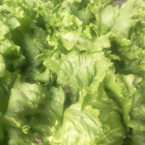 结球生菜