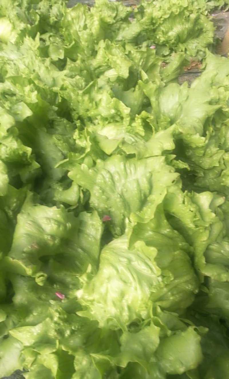 结球生菜