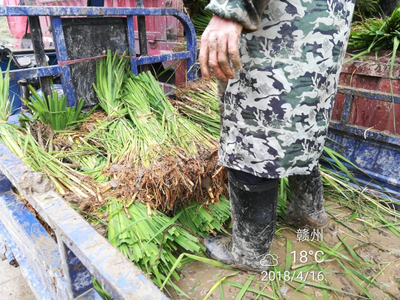 茭白种苗美人茭白苗（茭白回收），北京茭白苗