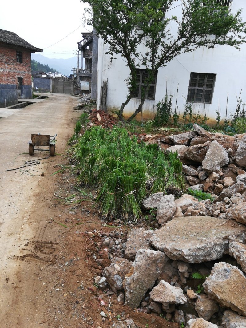 茭白种苗美人茭白苗（茭白回收），北京茭白苗