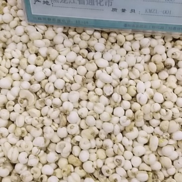 贝母，平贝，中药材贝母，