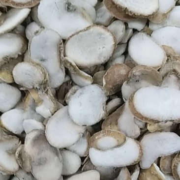 贝母，浙贝，中药材贝母，