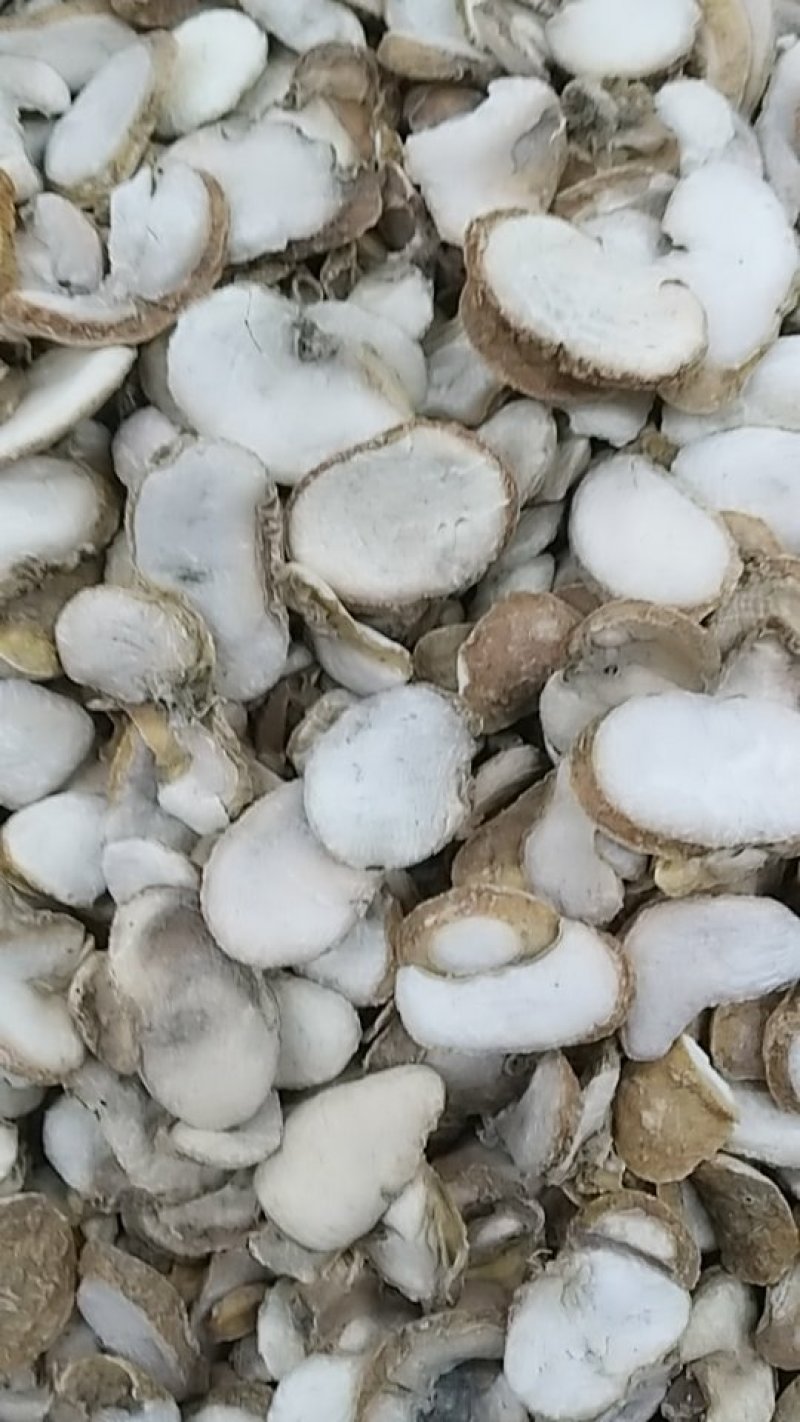 贝母，浙贝，中药材贝母，