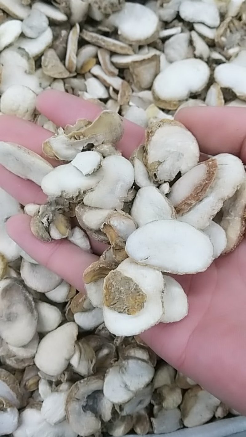 贝母，浙贝，中药材贝母，