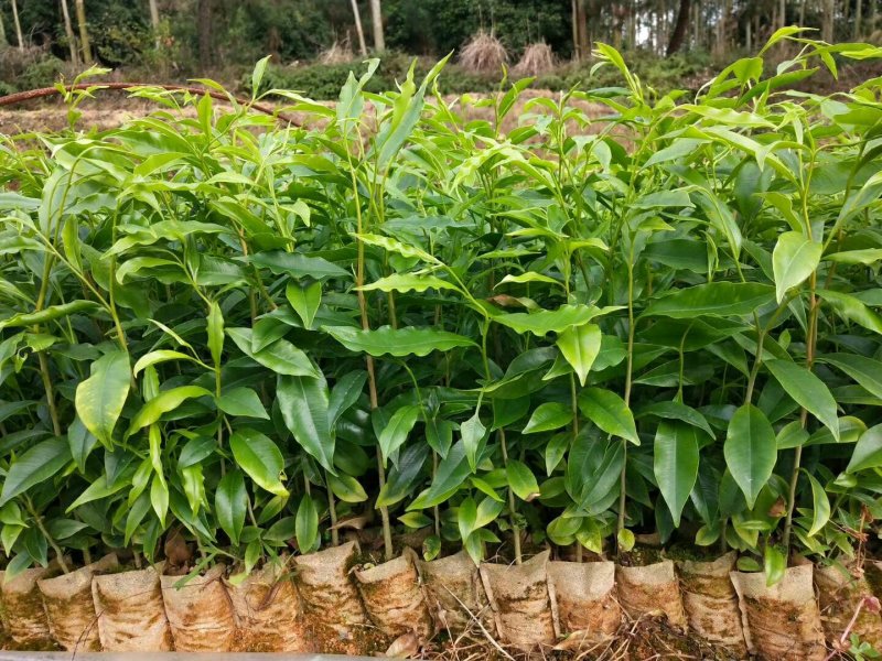 正品沉香苗营养杯苗，好成活