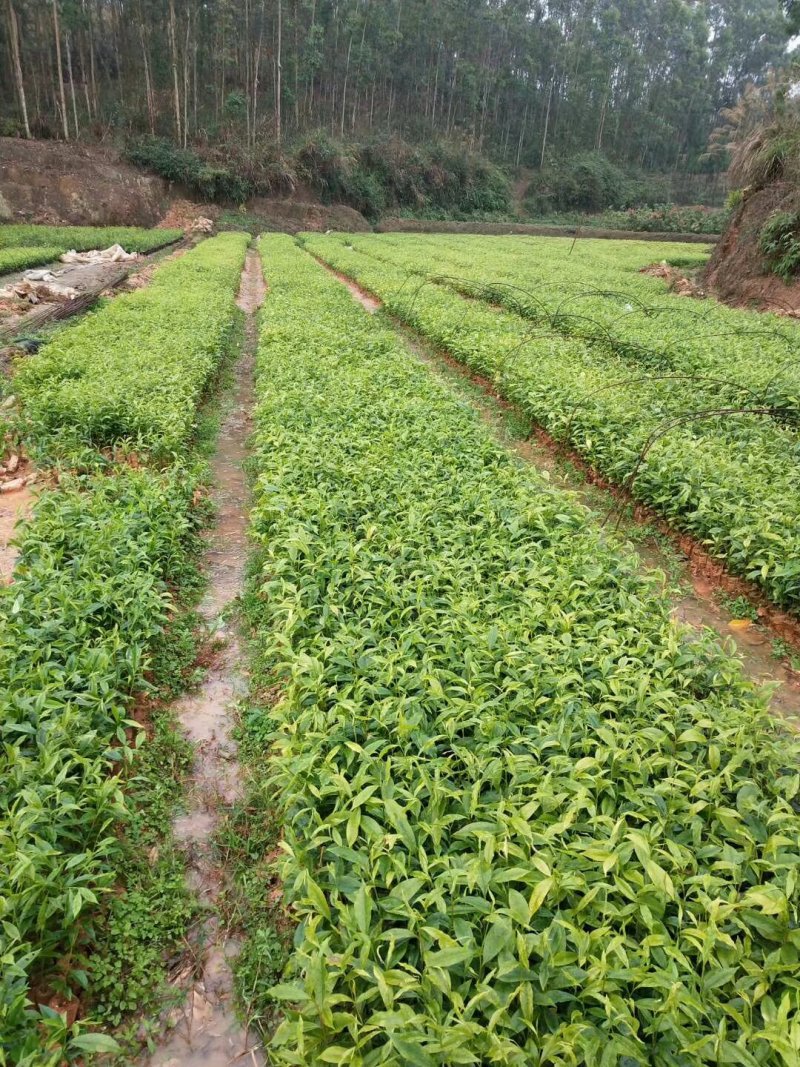 正品沉香苗营养杯苗，好成活