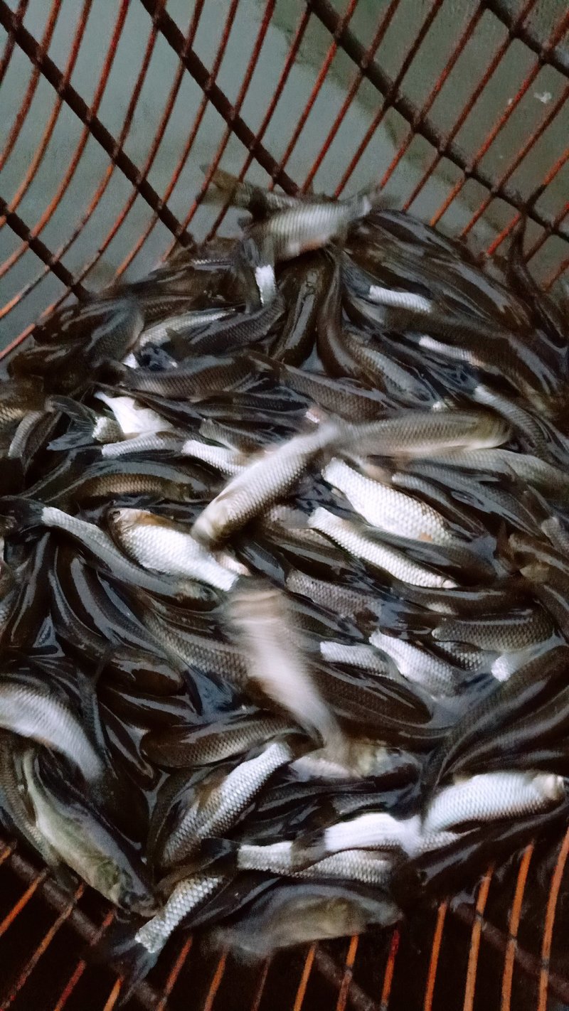 草鱼，青鱼清波。