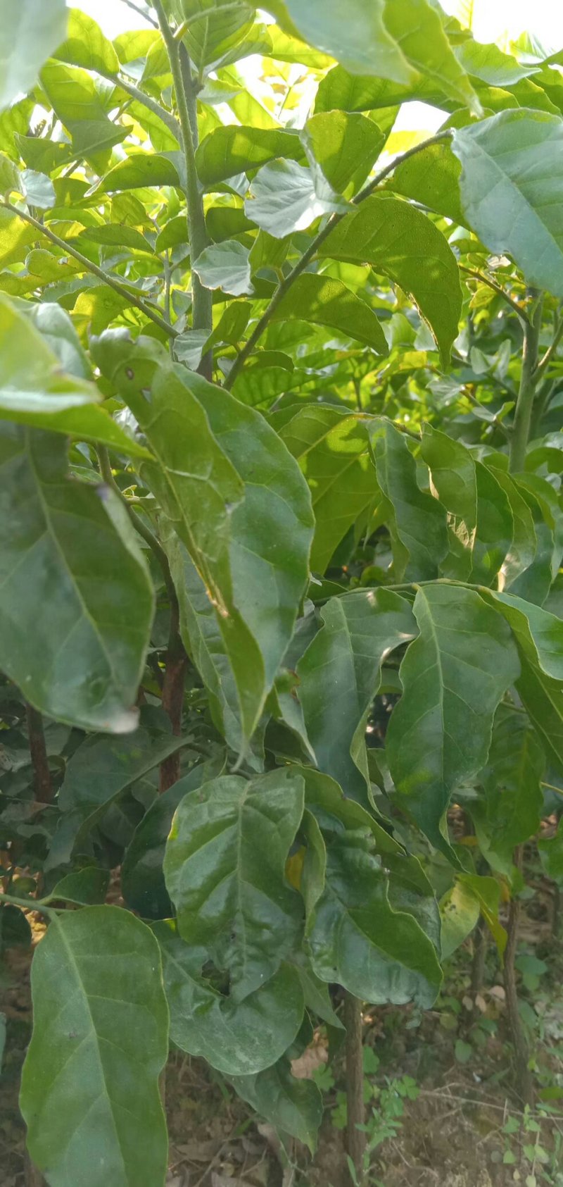 黄皮果苗黑黄皮果苗鸡心黄皮苗