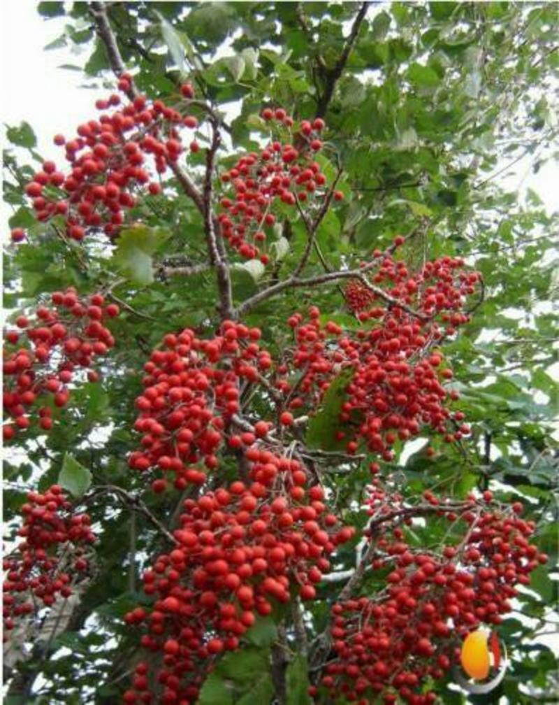 中国梦木本油料毛叶山桐子树20年的老树采的树种
