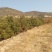 油松，2米大田，冠幅1.5米