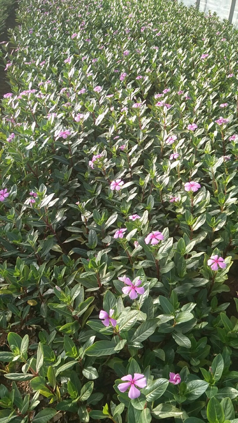 长春花高度30公分云南苗木基地批发价格