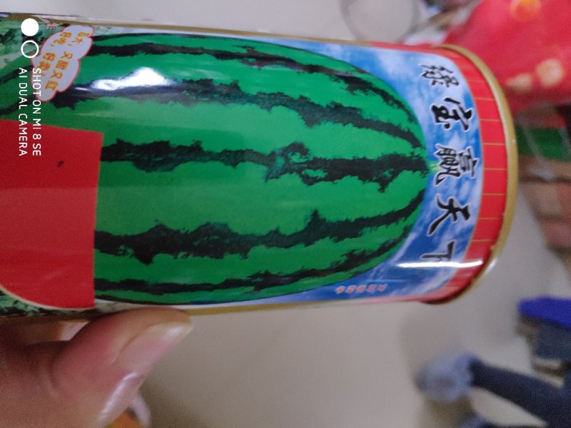 西瓜种子一绿宝赢天下