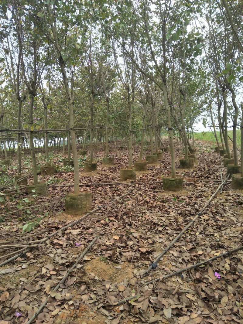 木棉，紫荆，三角梅，兰花楹