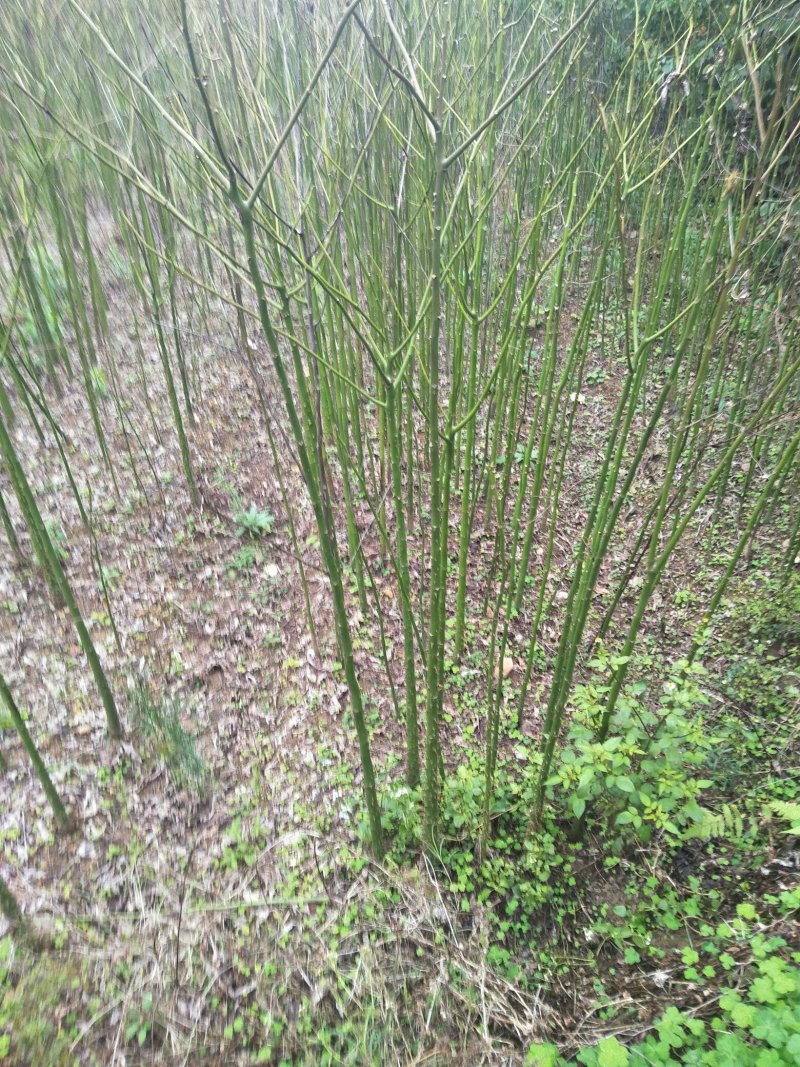 木棉，紫荆，三角梅，兰花楹
